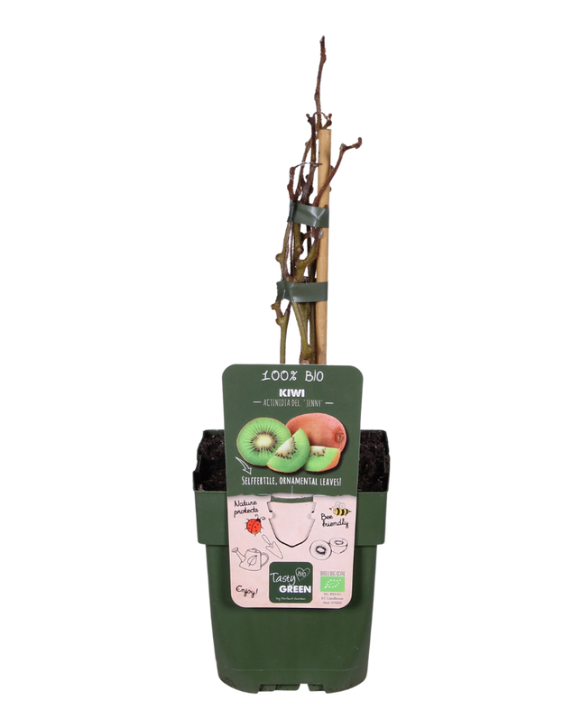 Actinidia delciosioa 'Jenny' - Kiwi - Ø13cm - ↕45cm