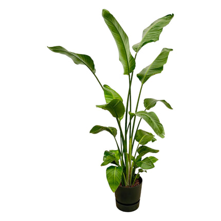 Strelitzia Nicolai XL  inclusief elho Greenville Round zwart - 180 cm - Ø30