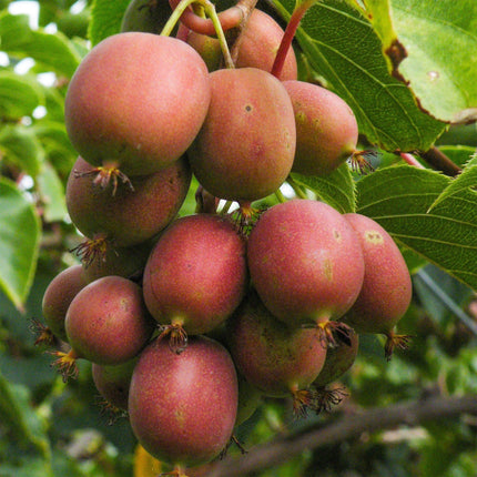 Kiwipflanze Actinidia deliciosa Ken's Red - Weiblich - Rote Frucht - 2 Pflanzen - Topf 15cm - Höhe 50cm