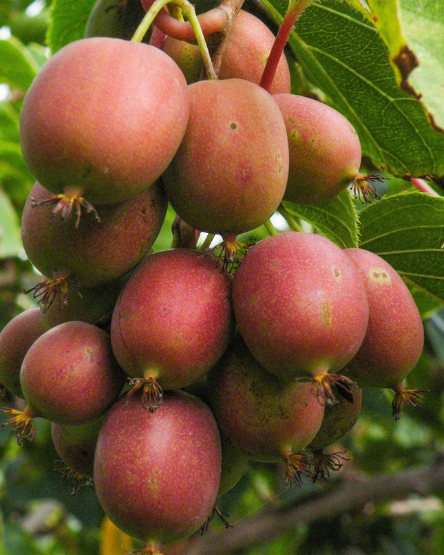Kiwipflanze Actinidia deliciosa Ken's Red - Weiblich - Rote Frucht - 2 Pflanzen - Topf 15cm - Höhe 50cm