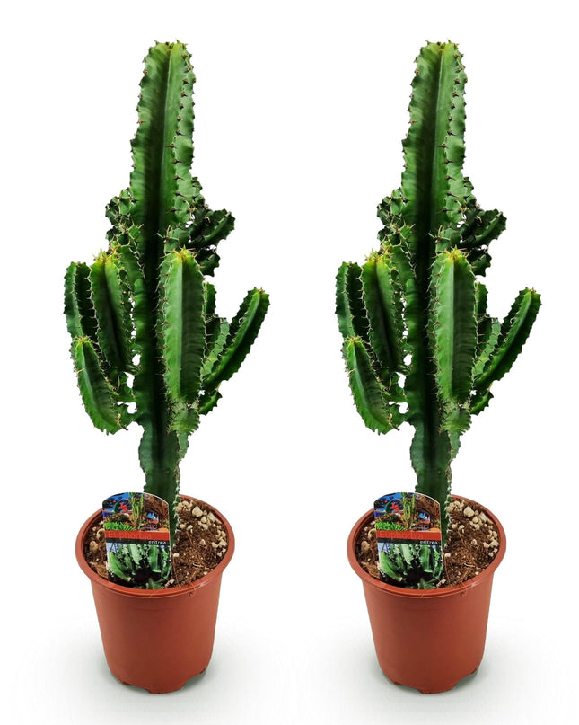 Euphorbia eritrea - Afrikanischer Milchbaum 2 Stück - Topf 17 cm - Höhe 60 cm