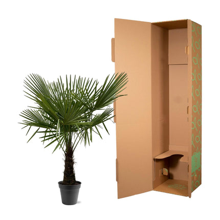 Trachycarpus Fortuneii - 160-180cm - Ø30 - 🚚 Envío Gratis