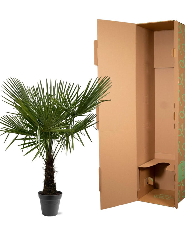 Trachycarpus Fortuneii - 160-180cm - Ø30 - 🚚 Spedizione Gratis