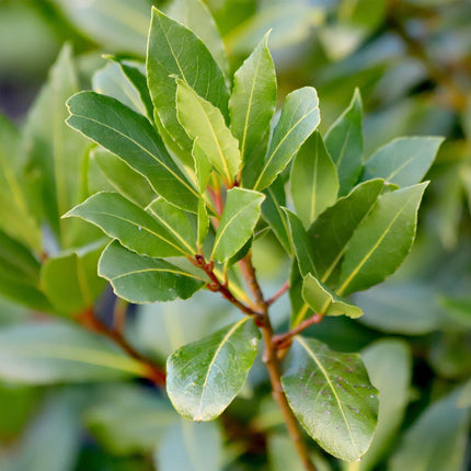 Laurus nobilis - Bladhoudend - Winterhard - Groen Blad - Pot 19cm Hoogte 90cm