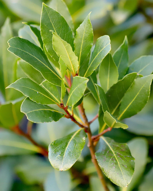 Lauro nobile - Sempreverde - Resistente all'inverno - Foglia verde - Vaso 19 cm Altezza 90 cm