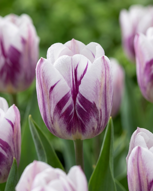 60x Tulipa Flaming Flag - Tulipe Flaming Flag - Blanc et violet - Floraison printanière - Calibre du bulbe 11/12