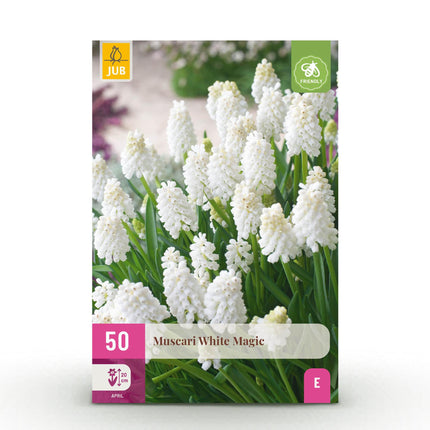 Bloembollen - Muscari White Magic - Kleur Wit - 50 stuks - Bolmaat 6/7 - XXL Pack
