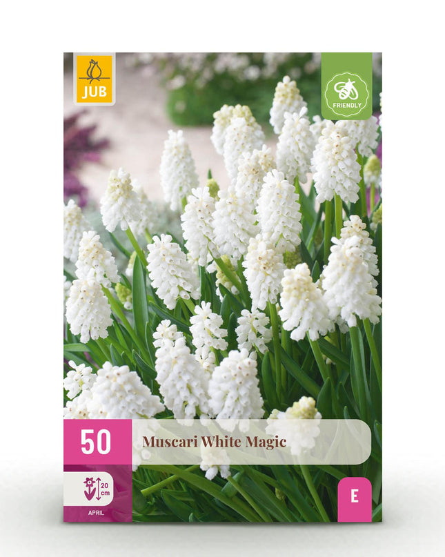 Bloembollen - Muscari White Magic - Kleur Wit - 50 stuks - Bolmaat 6/7 - XXL Pack