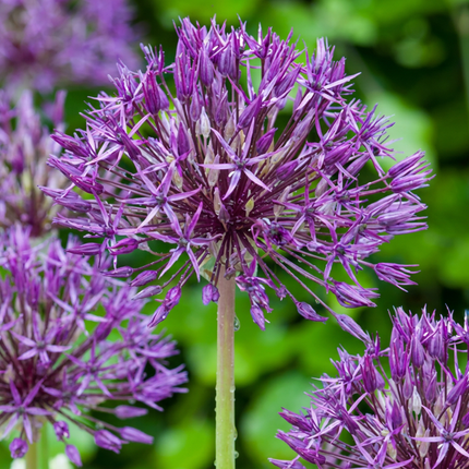 160x Allium Purple Rain - Zierlauch - Violett - Sommerblüher - Zwiebelgröße 10/12