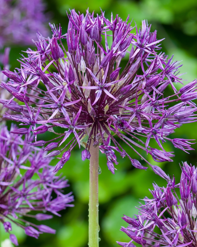 160x Allium Purple Rain - Zierlauch - Violett - Sommerblüher - Zwiebelgröße 10/12