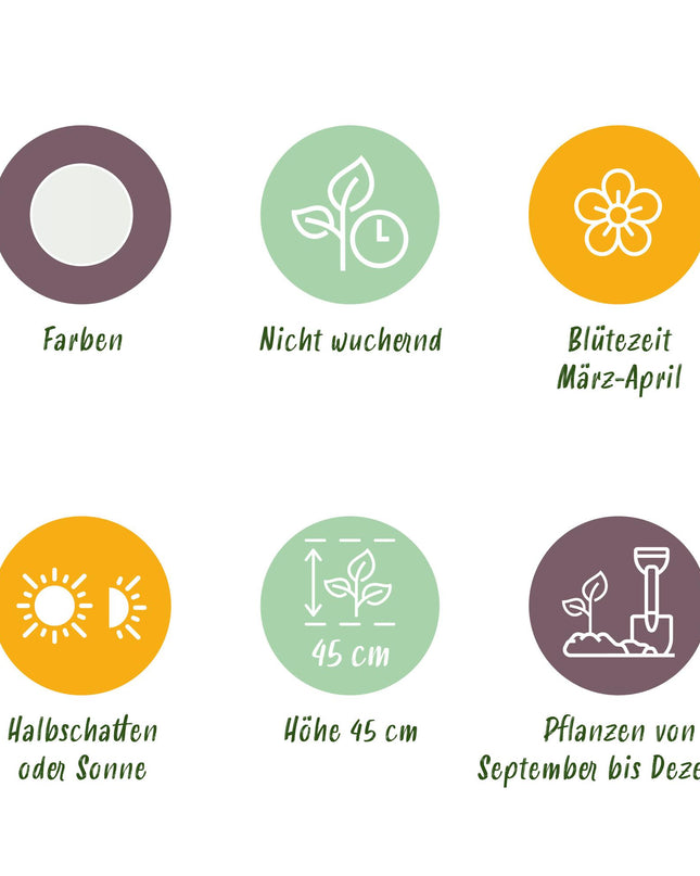 Bloembollen - Narcis Recurvus - Kleur Wit - 10 stuks - Bolmaat 12/14 - XXL Pack