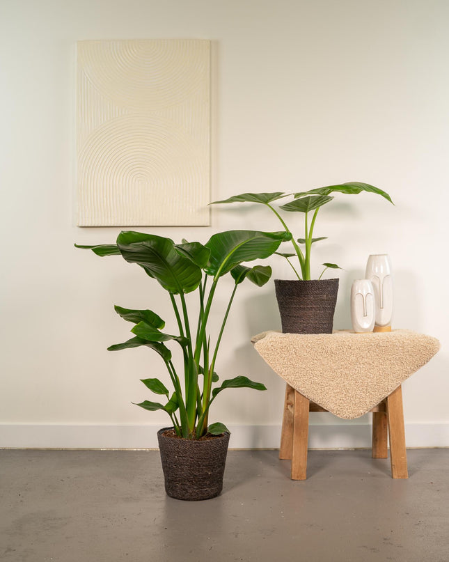 Strelitzia Nicolai - Ø19cm - ↕85cm + Alocasia Macrorrhiza - Ø19cm - ↕70cm - 2 planten
