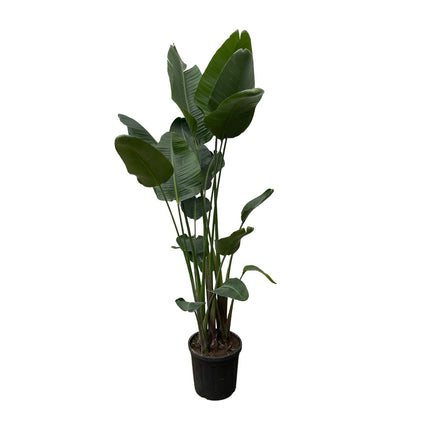 Strelitzia Nicolai XXL - 250 cm - ø50 - 🚚 Envío Gratis