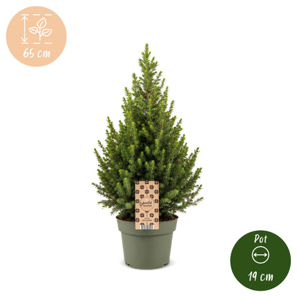 2x Kerstboom Picea glauca Conica - Kegelspar - Ø19cm - ↕65cm