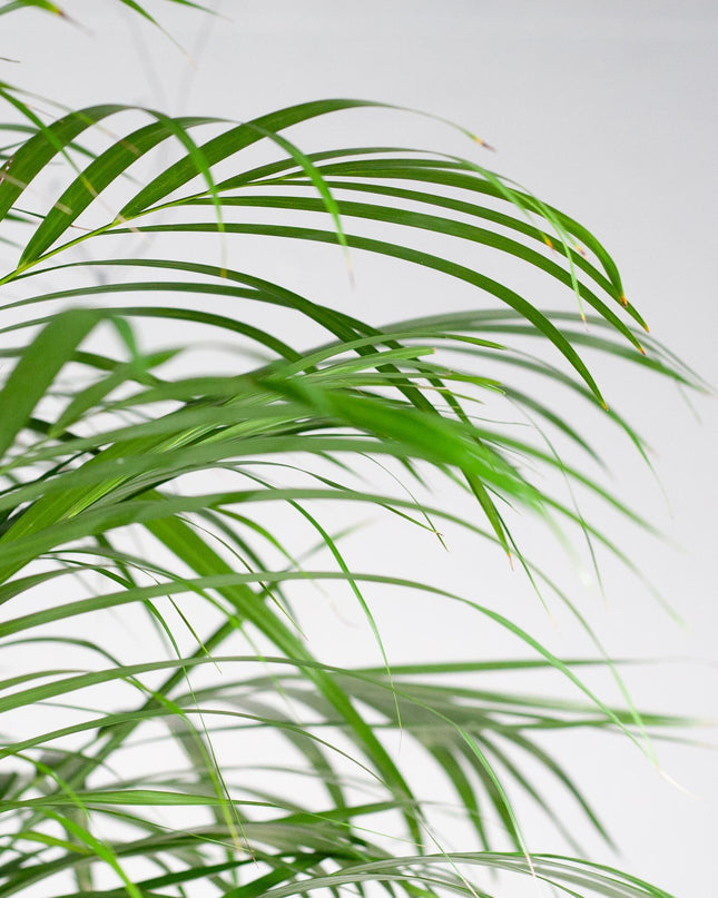 Areca Palm (dypsis) XL met mand Torun - 120cm - Ø24