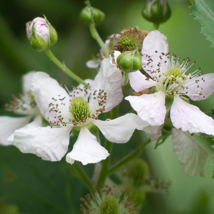 Rubus fruticosus 'Thornless Evergreen' - Doornloze Braam - Ø13cm - ↕45cm