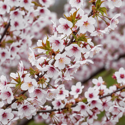 Prunus incisa Koujou-no-mai – Terrassenpflanze – sommergrün – winterhart – weiße Blüte – Topf 19cm Höhe 90cm