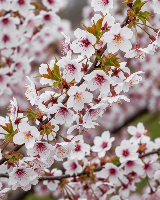 Prunus incisa Koujou-no-mai – Terrassenpflanze – sommergrün – winterhart – weiße Blüte – Topf 19cm Höhe 90cm