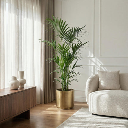 Plante d'intérieur - Howea Forsteriana - Palmier Kentia - Peu d'entretien - Vert - 1 plante - Pot 27 cm - Hauteur 180 cm
