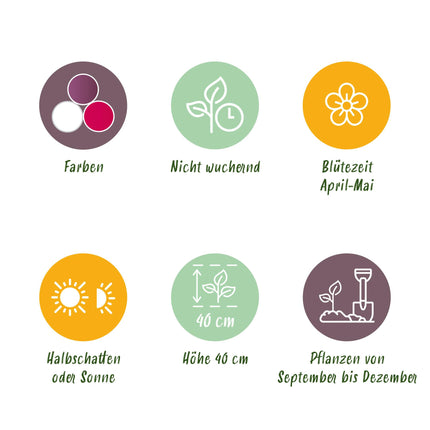 Bloembollen - Tulp Pastel mix - Diversen Kleuren - 12 stuks - Bolmaat 11/12 - XXL Pack