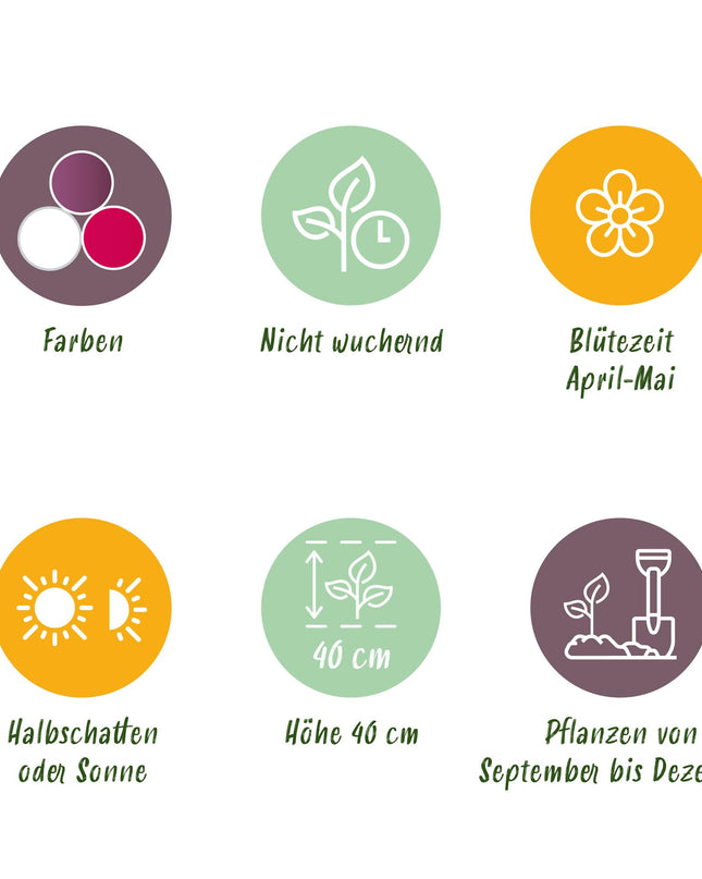 Bloembollen - Tulp Pastel mix - Diversen Kleuren - 12 stuks - Bolmaat 11/12 - XXL Pack