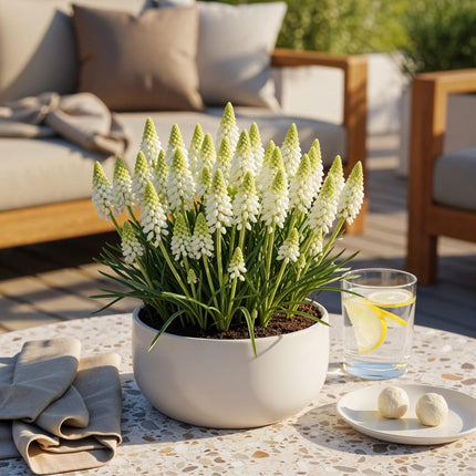 Bloembollen - Muscari White Magic - Kleur Wit - 50 stuks - Bolmaat 6/7 - XXL Pack