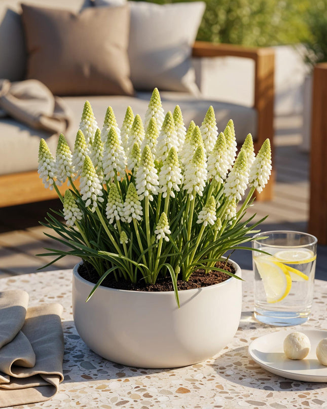 Bloembollen - Muscari White Magic - Kleur Wit - 50 stuks - Bolmaat 6/7 - XXL Pack