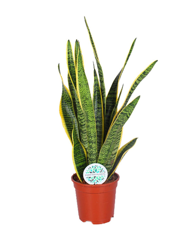 Sansevieria Trifasciata Laurentii - Ø17cm - ↕60cm