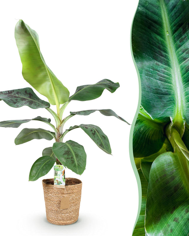Bananenplant - Musa acuminata Dwarf Cavendisch + mand - Groen - 1 Plant - Pot 21cm - Hoogte 70-75cm