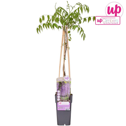 Paarse regen - Wisteria floribunda 'Naga Noda' - Ø15cm - ↕65cm