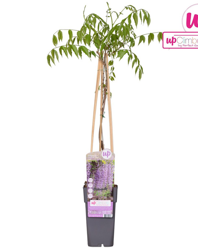 Paarse regen - Wisteria floribunda 'Naga Noda' - Ø15cm - ↕65cm