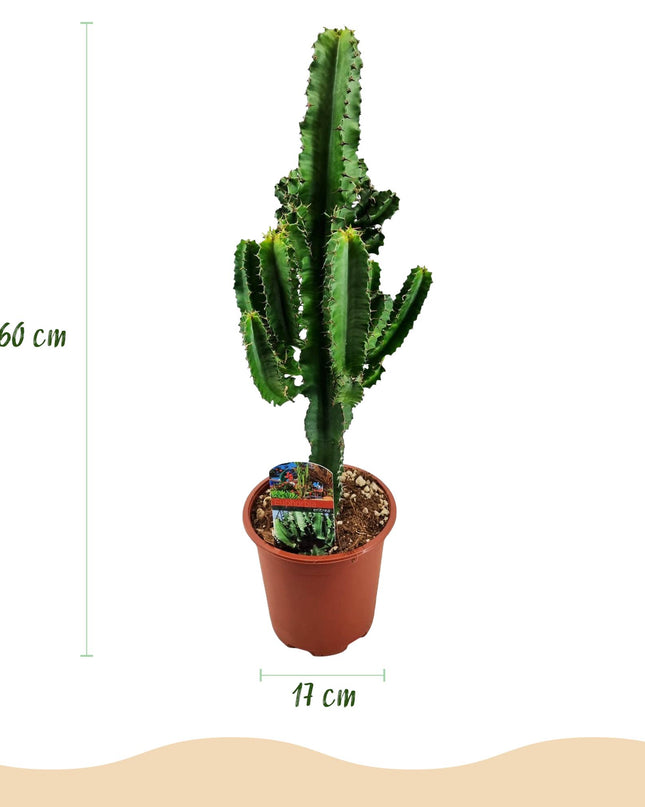 Euphorbia eritrea - Afrikanischer Milchbaum 2 Stück - Topf 17 cm - Höhe 60 cm