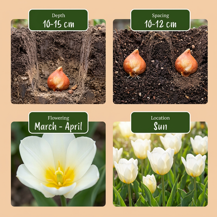 30x Tulipa Triumph White - Tulipano Triumph - Bianco - Fioritura primaverile - Calibro del bulbo 11/12