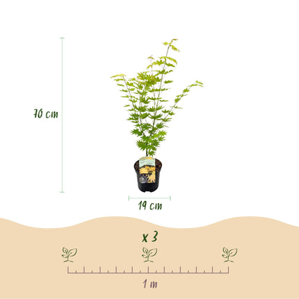 Japanse Esdoorn - 2 planten - Acer palmatum Jordan - Geel - Bladverliezend - Pot 19cm Hoogte 70cm