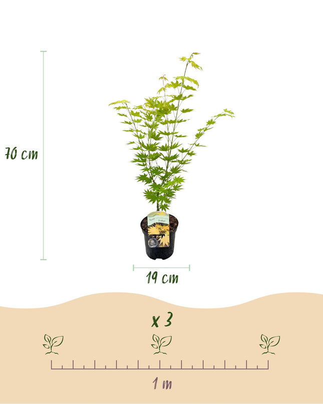 Japanse Esdoorn - 2 planten - Acer palmatum Jordan - Geel - Bladverliezend - Pot 19cm Hoogte 70cm