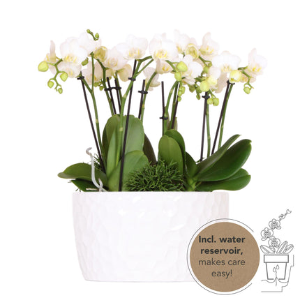 Orquídeas | conjunto de plantas blancas en plato de miel con depósito de agua | tres orquídeas blancas Amabilis de 9 cm y tres plantas verdes | Ramo de la selva blanco con depósito de agua autosuficiente