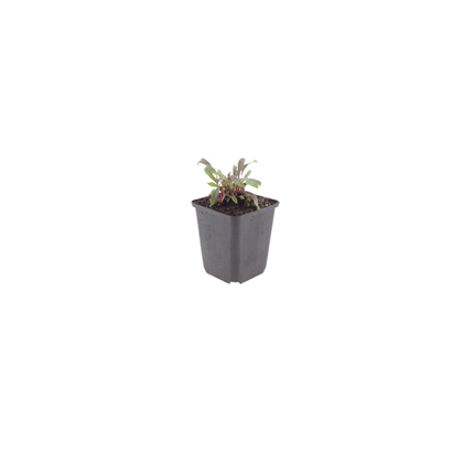 48x Gaura l. 'Siskiyou Pink' - ↕10-25cm - Ø9cm