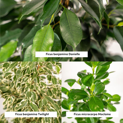 Ficus Benjamina Danielle - Ø21cm - ↕95cm + Ficus Benjamina Twilight - Ø21cm - ↕95cm + Ficus Microcarpa Moclame - Ø21cm - ↕95cm - 3 planten