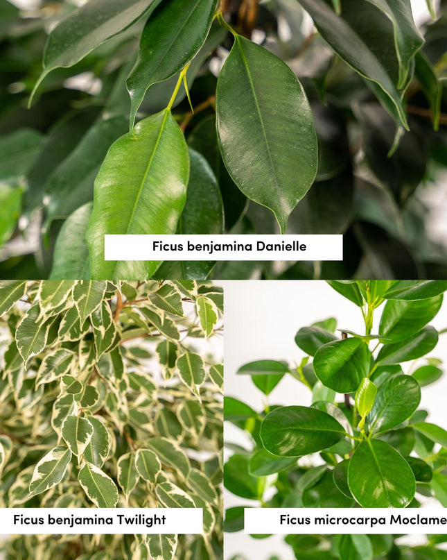Ficus Benjamina Danielle - Ø21cm - ↕95cm + Ficus Benjamina Twilight - Ø21cm - ↕95cm + Ficus Microcarpa Moclame - Ø21cm - ↕95cm - 3 planten