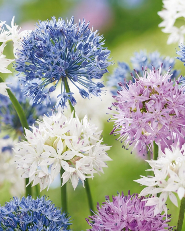 30x Allium Buzzing Beauties - Ajo ornamental Buzzing Beauties - Varios - Floración estival - Calibre del bulbo 6/7