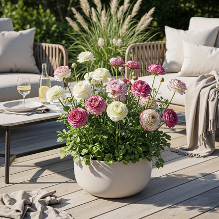 Bloembollen - Ranunculus Pastel Mix - Diversen Kleuren - 40 stuks - Bolmaat 5/6 - XXL Pack