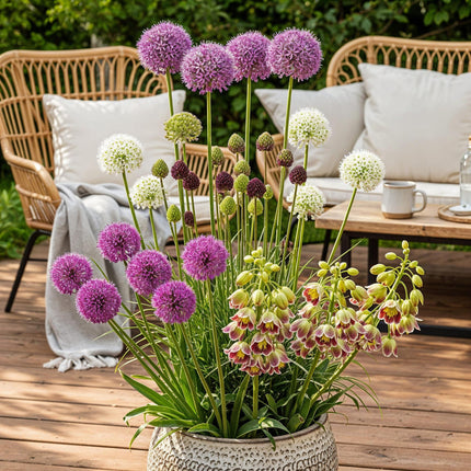 Bloembollen - Bulb Garden Allium mix - Diversen Kleuren - 80 stuks - Gift Verpakking