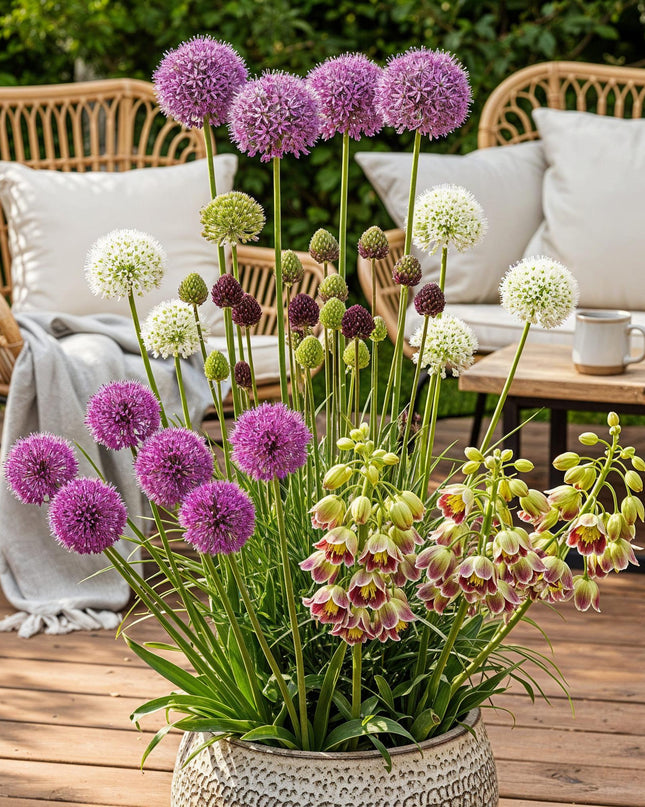Bloembollen - Bulb Garden Allium mix - Diversen Kleuren - 80 stuks - Gift Verpakking