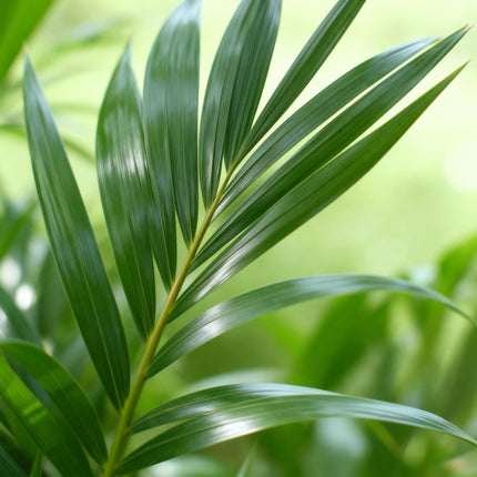 Howea forsteriana – Kentiapalme – Topf 24 cm – Höhe 140–150 cm