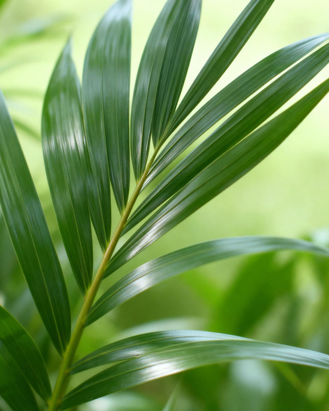 Howea forsteriana – Kentiapalme – Topf 24 cm – Höhe 140–150 cm