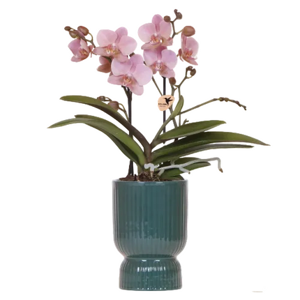 Oudroze Treviso Orchidee + grüner Diabolo Übertopf | Topfgröße Ø9cm | blühende Zimmerpflanze – frisch vom Züchter | inkl. Wasserstandsanzeiger