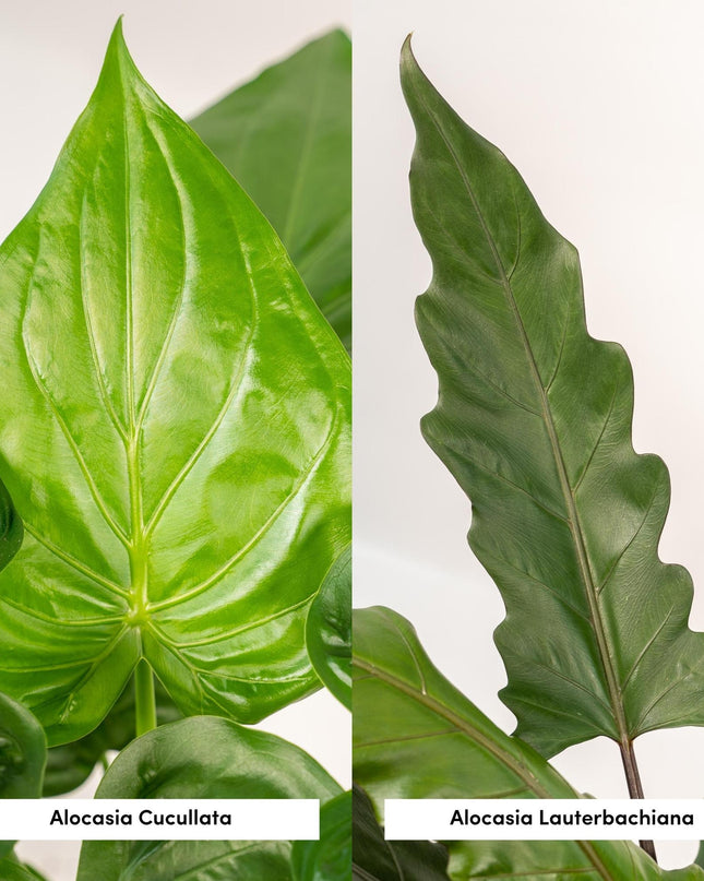 Alocasia Cucullata - Ø19cm - ↕60cm + Alocasia Lauterbachiana - Ø19cm - ↕75cm + Mand Selin - 2 planten