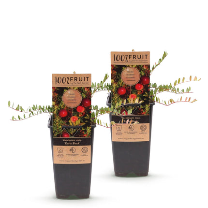 Cranberry - Vaccinium mac. Early Black - Winterhart - Blaubeere - 2 Pflanzen - Topf 15cm - Höhe 50cm