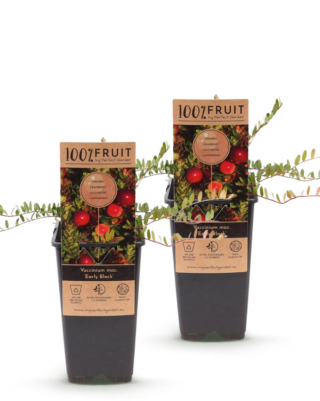 Cranberry - Vaccinium mac. Early Black - Winterhart - Blaubeere - 2 Pflanzen - Topf 15cm - Höhe 50cm
