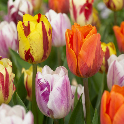 30x Tulipa Flaming Beauty Mix - Tulp Flaming Beauty Mix - Diversen - Voorjaarsbloeier - Bolmaat 11/12